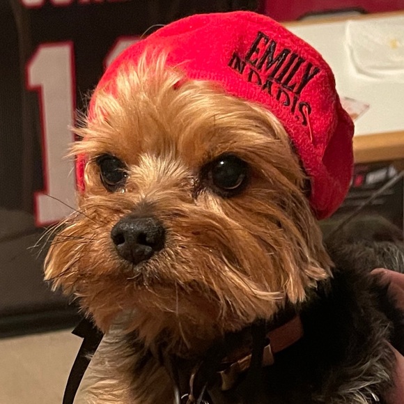 Emily in Paris Pet Beret - Official Netflix Promo - Picture 7 of 8